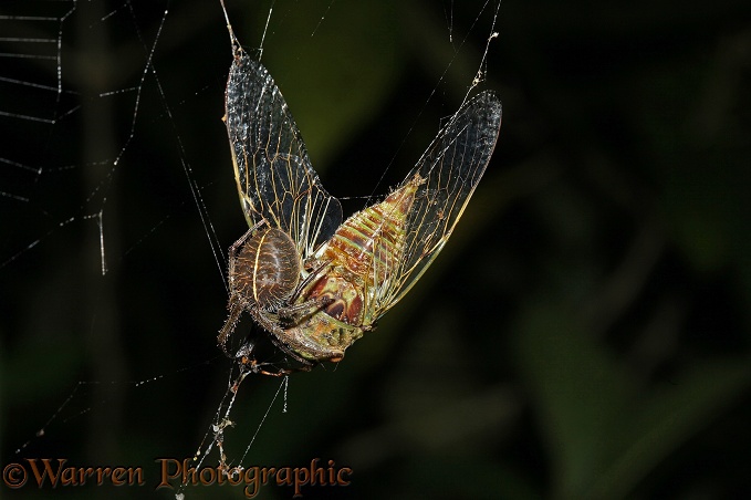 Spider (unidentified) feeding on cicada