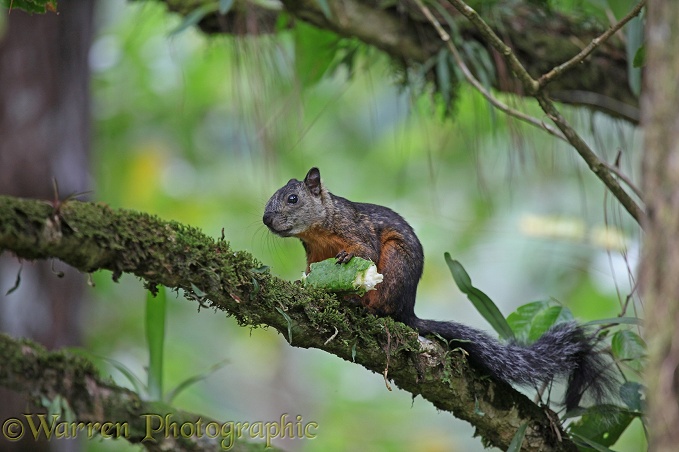 Variegated Squirrel (Sciurus variegatoides) feeding on forest fruit