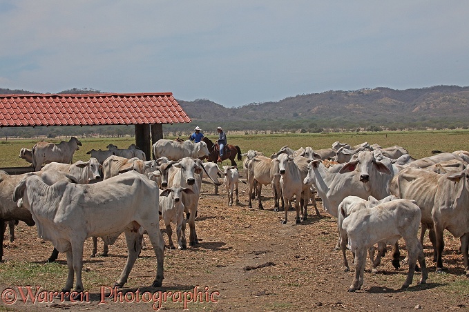 Zebu cattle, Solimar Costa Rica