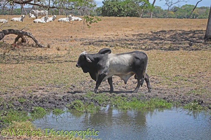 Zebu bull, Solimar Costa Rica