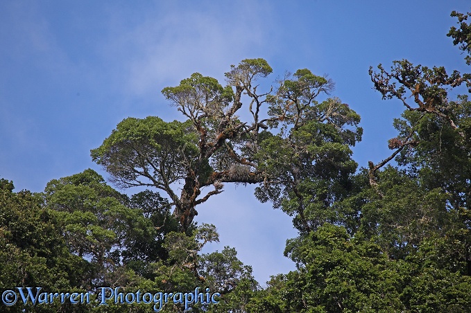 Giant Oak (Quercus species) at 8000 feet in montane forest, Costa Rica