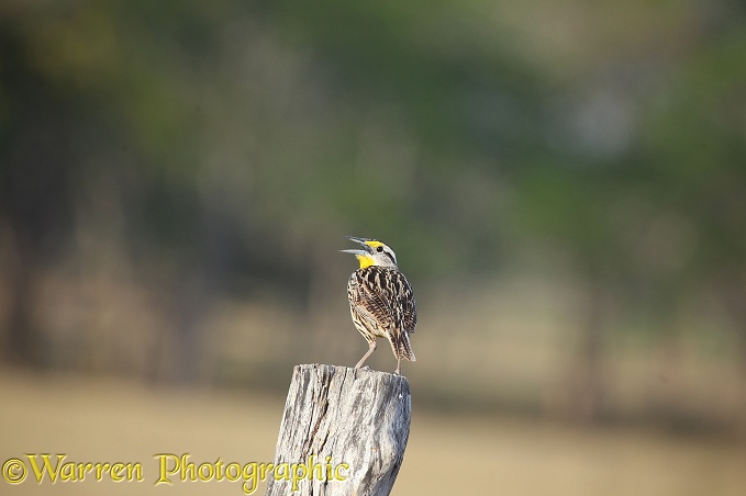 Eastern Meadowlark (Sturnella magna) singing from a fence post
