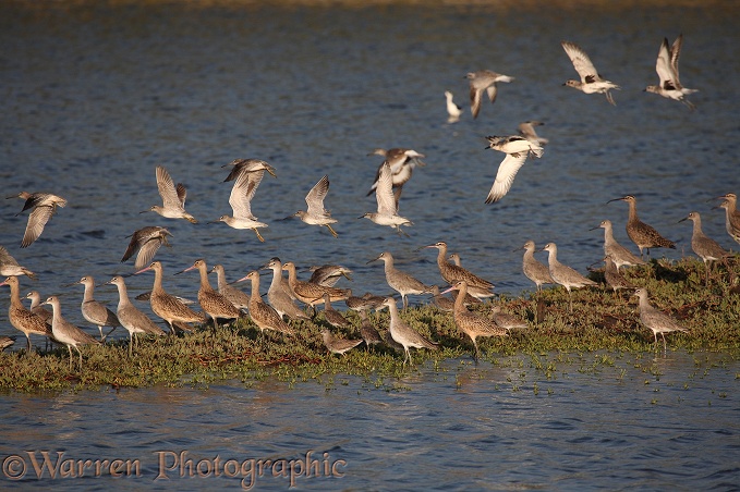 Mixed flock Waders including Marbled Godwit (Limosa fedoa), Long-billed Dowitcher (Limnodromus scolopaceus), Whimbrel (Numenius phaeopus) and American Golden Plover (Pluvialis dominica)
