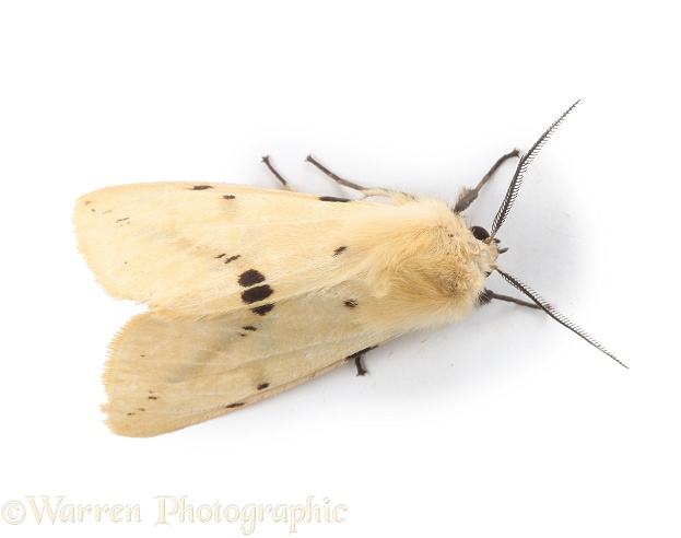 Buff Ermine Moth (Spilosoma lutea), white background