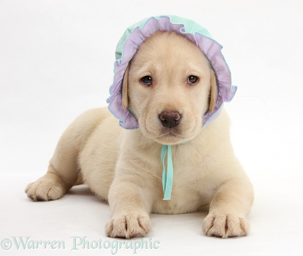Yellow Labrador Retriever pup, 7 weeks old, wearing a baby's bonnet, white background