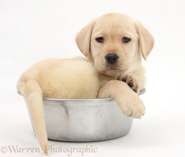 Yellow Labrador Retriever pup, 7 weeks old, in a metal dog bowl, white background