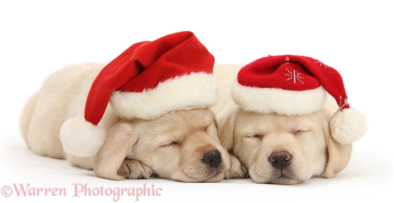 Sleeping Yellow Labrador Retriever pups, 8 weeks old, wearing Father Christmas hats, white background