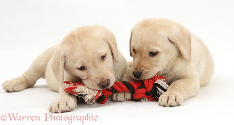 Yellow Labrador Retriever puppies, 9 weeks old, chewing a ragger toy, white background