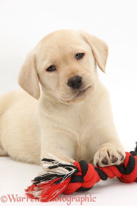 Yellow Labrador Retriever puppy, 9 weeks old, with a ragger toy, white background