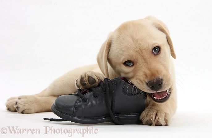 Yellow Labrador Retriever pup, 8 weeks old, chewing a child's shoe, white background