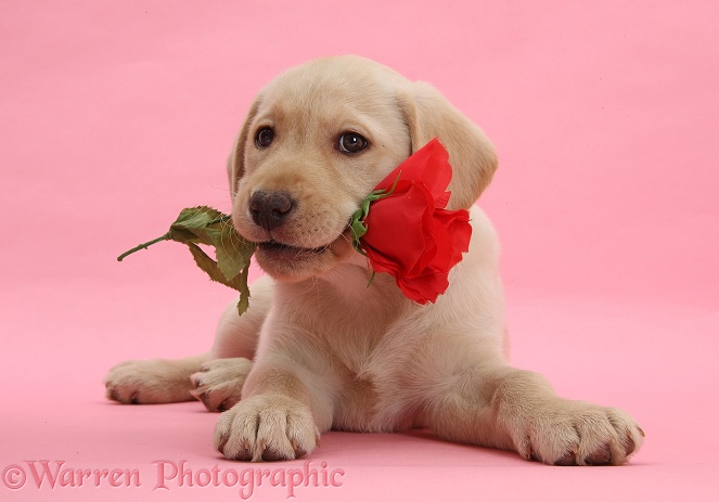 Yellow Labrador Retriever bitch pup, 10 weeks old, with a red rose