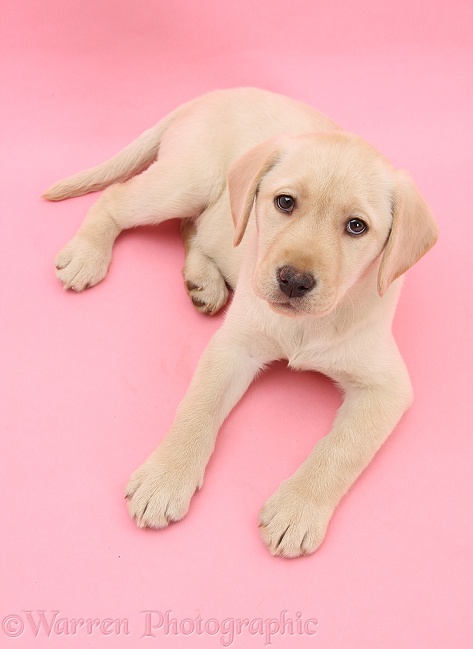 Yellow Labrador Retriever bitch pup, 10 weeks old, lying down and looking up on a pink background