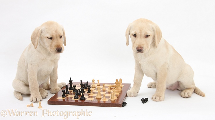 Yellow Labrador Retriever bitch pups, 10 weeks old, playing chess, white background