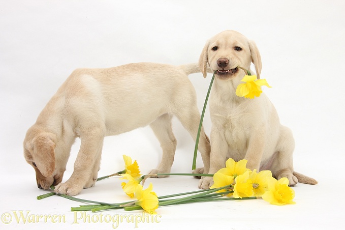 Yellow Labrador Retriever bitch pups, 10 weeks old, lying with yellow daffodils, white background