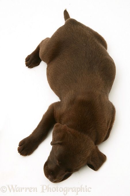 Chocolate Labrador Retriever pup asleep, white background