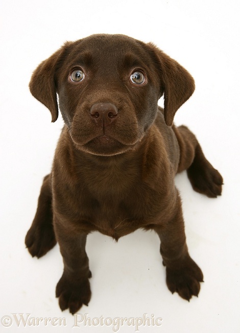 Chocolate Labrador Retriever pup, Mocha, sitting and looking up, white background