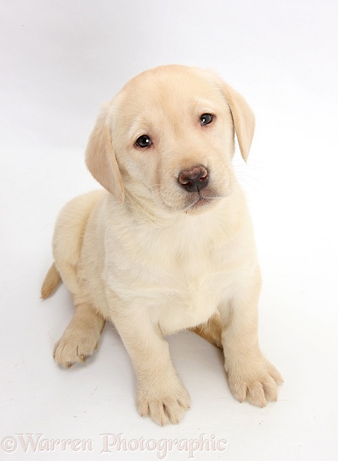 Yellow Labrador Retriever pup, 7 weeks old, sitting and looking up, white background
