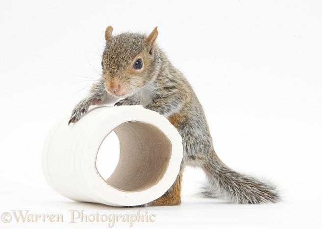 Young Grey Squirrel (Sciurus carolinensis) with roll of toilet tissue, white background