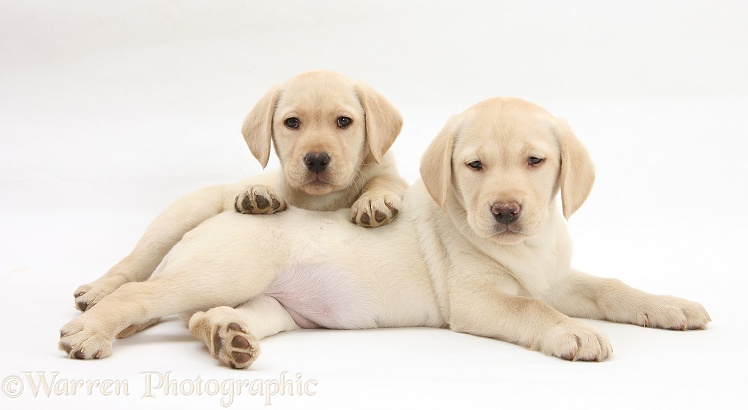 Yellow Labrador Retriever puppies, 9 weeks old, white background
