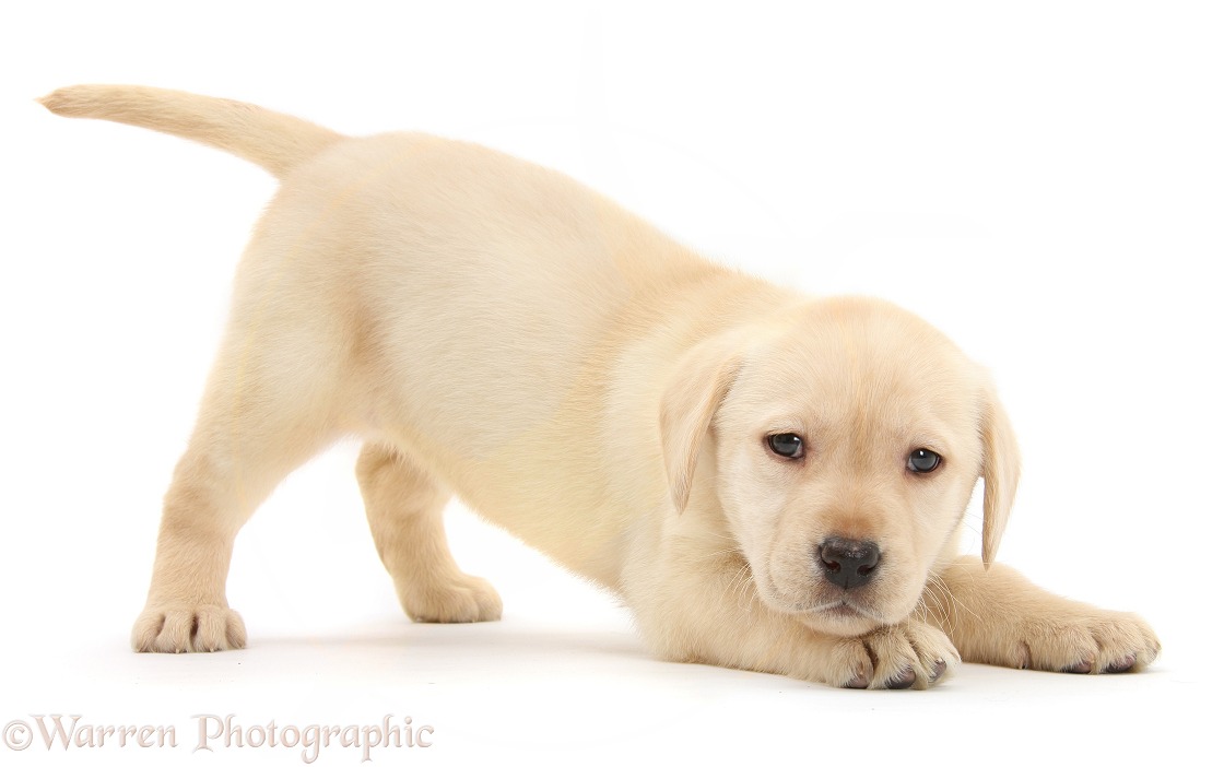 Yellow Labrador Retriever puppy, 7 weeks old, in play-bow, white background