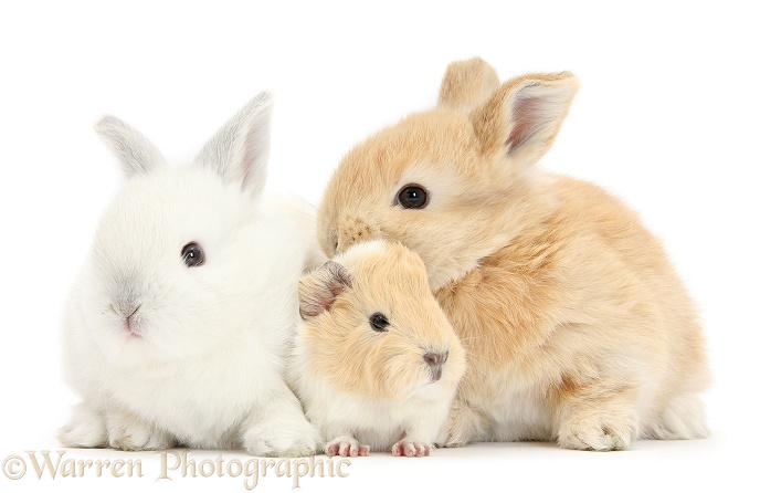 White and sandy rabbits with Guinea pig, white background