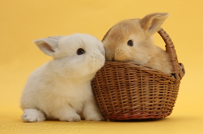 Cute young Sandy and white rabbits with wicker basket on yellow background