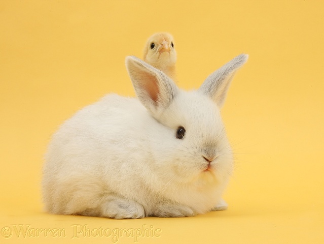 White rabbit and bantam chick on yellow background