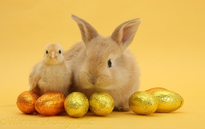 Sandy rabbit and yellow bantam chick with Easter eggs on yellow background