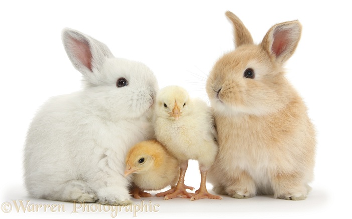Sandy and white rabbits and yellow bantam chicks, white background