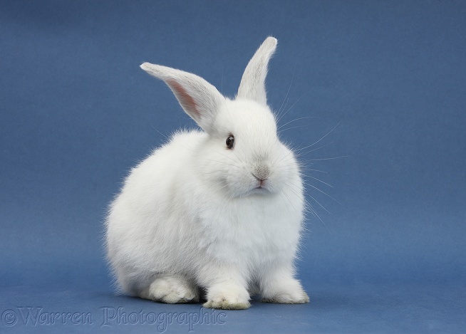 Young white rabbit on blue background