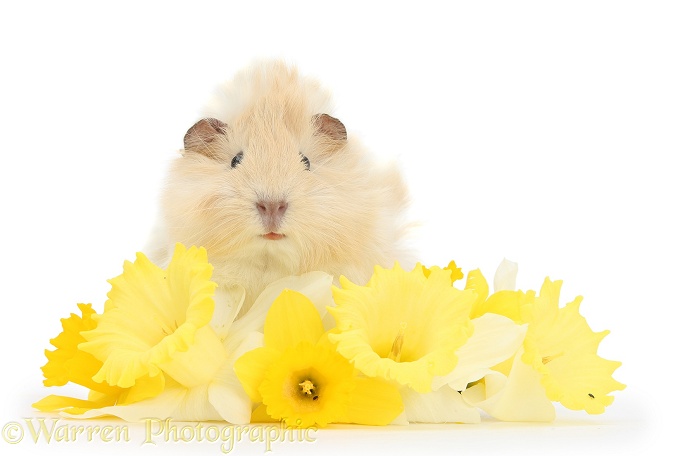 Young cinnamon-and-white Guinea pig with daffodils, white background