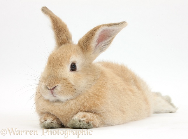 Sandy rabbit lying stretched out, white background