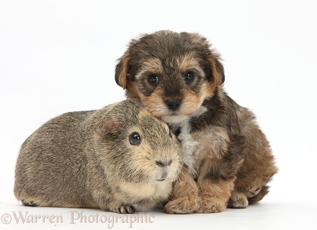 Yorkipoo pup, 6 weeks old, with Guinea pig, white background