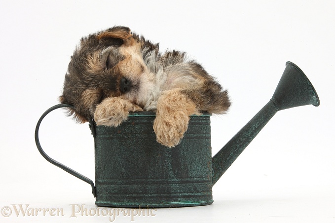 Yorkipoo pup, 6 weeks old, sleeping in a little metal watering can, white background