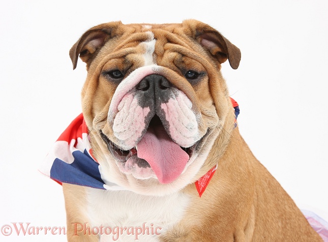 Bulldog wearing a union jack bandaner, white background