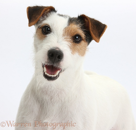 Working Jack Russell Terrier bitch, white background