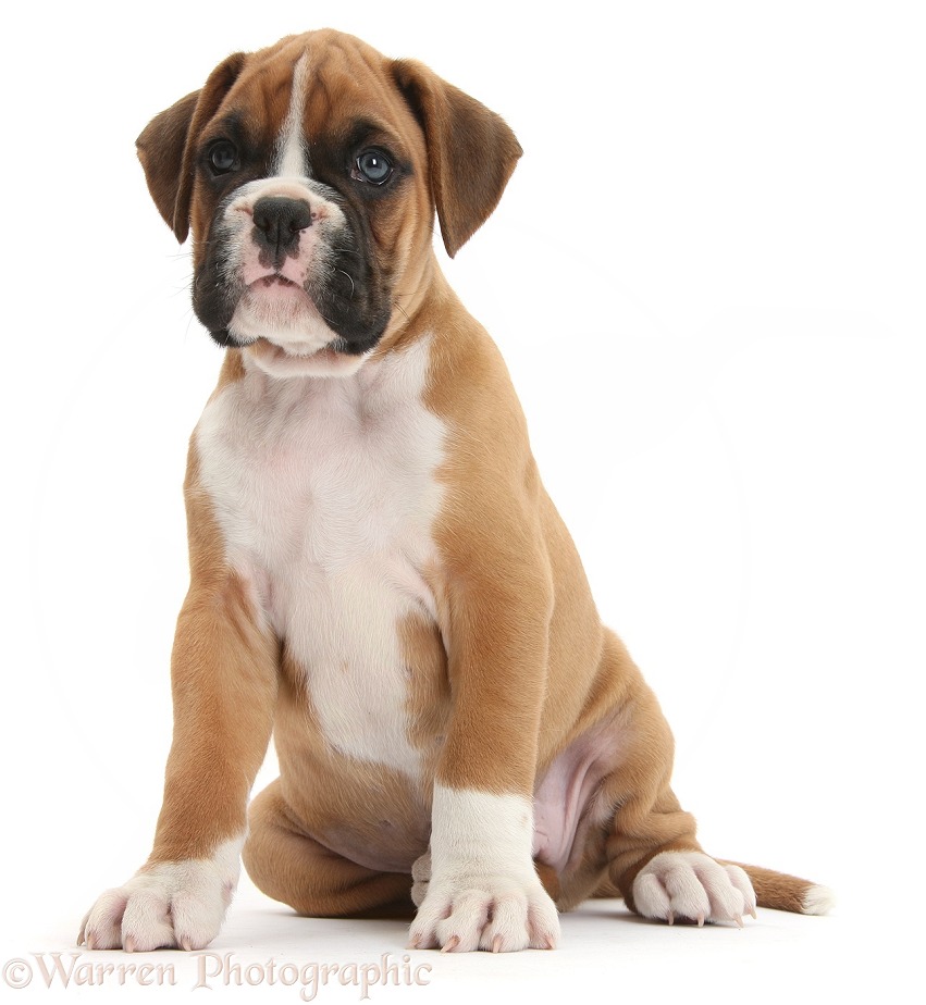 Boxer puppy sitting, white background