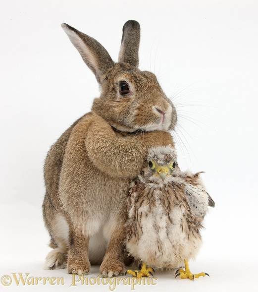 Baby Kestrel (Falco tinnunculus) chick and agouti rabbit, white background