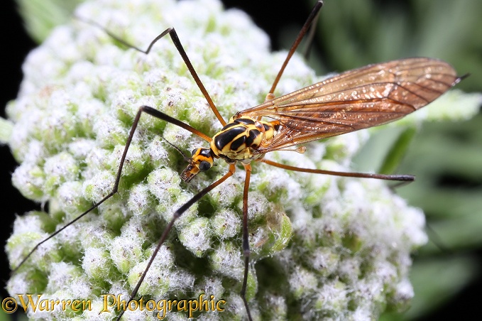 Tiger Cranefly (Nephrotoma flavescens) showing haltere