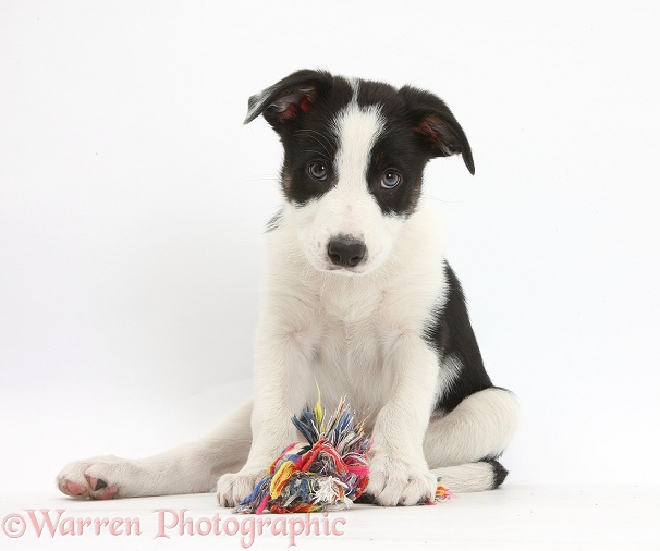 Black-and-white Border Collie pup with ragger toy, white background