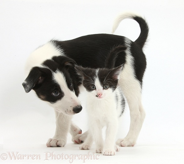 Black-and-white Border Collie pup and kitten, white background
