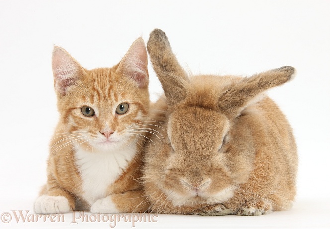 Ginger kitten, Tom, 3 months old, with Sandy Lionhead-cross rabbit, Tedson, white background