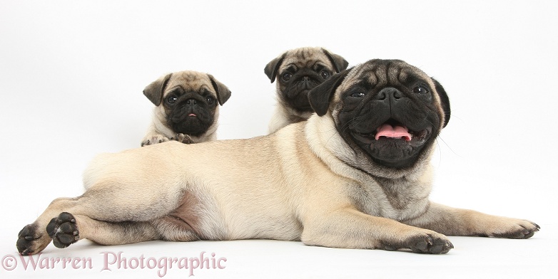 Fawn Pug dog and puppies, 8 weeks old, white background