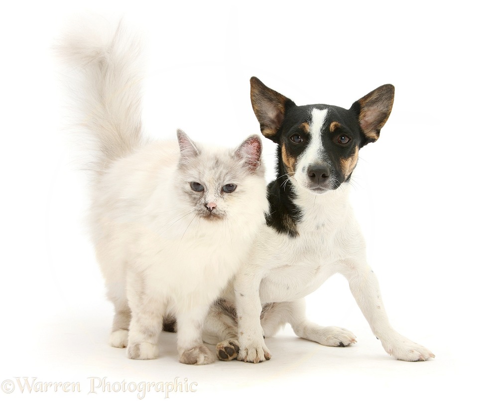 Birman cat, Tallulah, with Jack Russell Terrier bitch, Rubie, white background