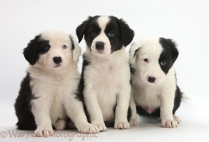 Three Black-and-white Border Collie pups, 6 weeks old, white background