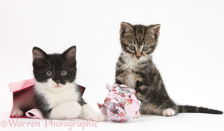 Tabby and black-and-white kittens playing with birthday gift bag and wrapping paper, white background