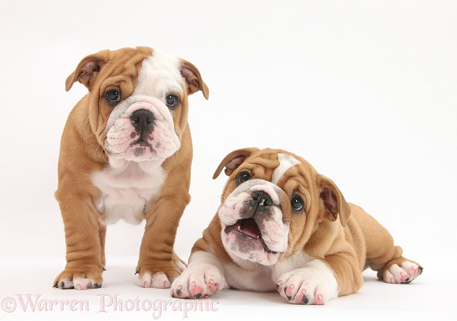 Two Bulldog pups, 8 weeks old, white background
