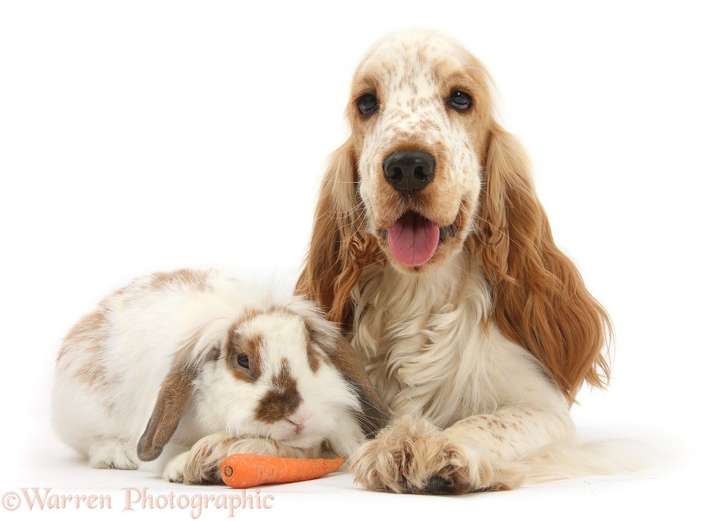 Orange Cocker Spaniel, Arthur, 1 year old, with brown-and-white Lop rabbit, white background
