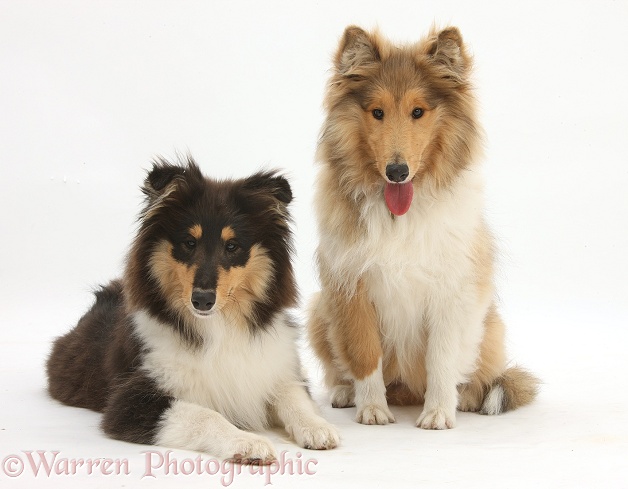 Rough Collies, Laddie and Flynn, both 5 months old, white background