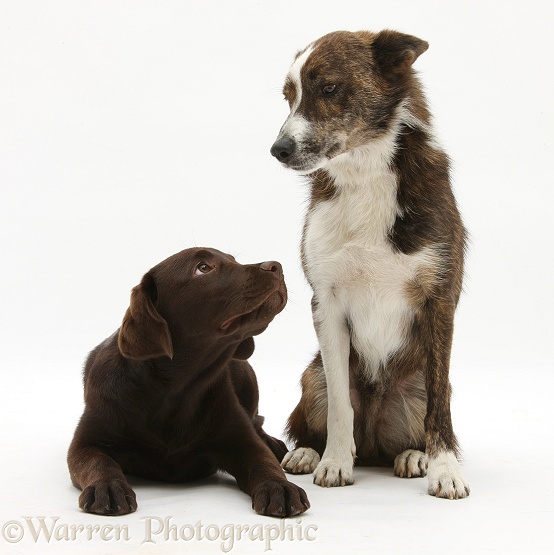 Chocolate Labrador pup, Inca, and mongrel dog, Brec, white background